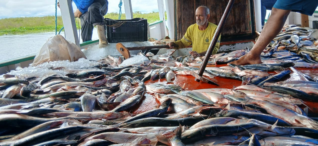 Governo do Amazonas participa da abertura de temporada de pesca do mapará
