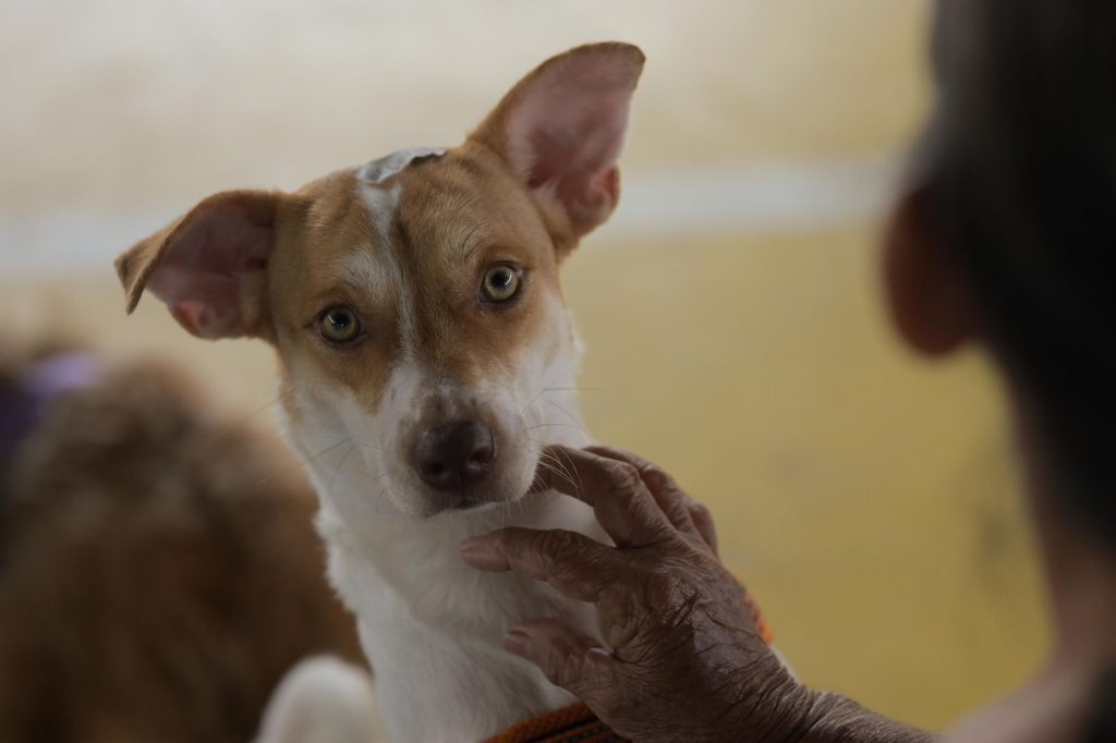 Foto: Reprodução/Agência Amazonas