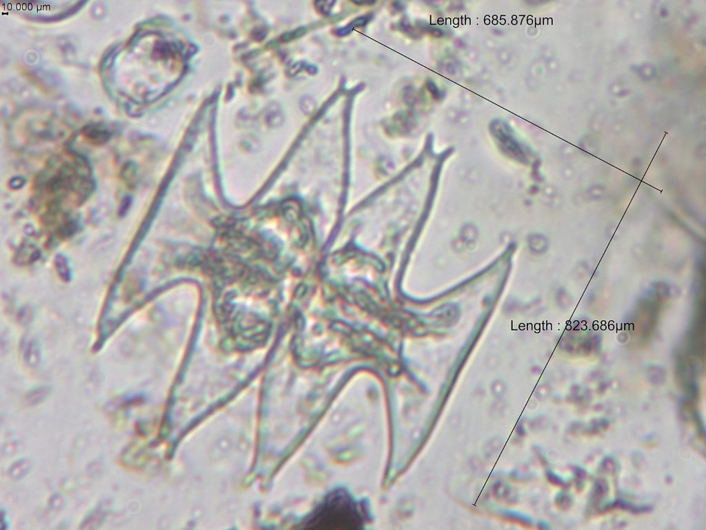 Com apoio do Governo do Amazonas, pesquisa identifica duzentas espécies de microalgas em Parintins 5 Fapeam Pesquisa identifica duzentas especies de microalgas em Parintins Foto arquivo da pesquisadora Angela Maria da Silva Lehmkuhl 4