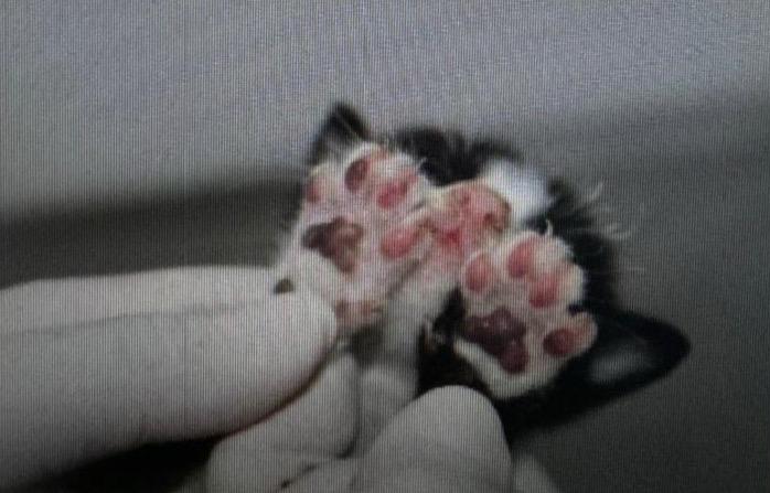 Dia Mundial do Meio Ambiente: Polícia Civil atua no combate aos maus-tratos animais e a preservação ambiental 1 PCAM ANIMAIS RESGATADOS PELA DEMA FOTO DIVULGACAO 2 1