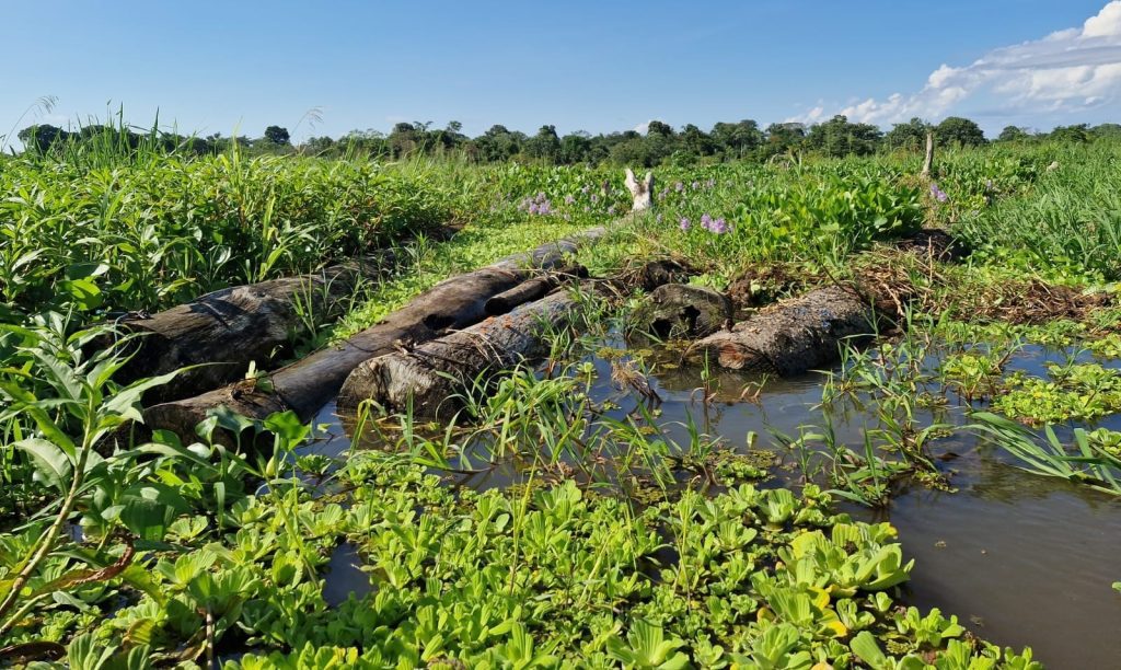 Foto: Reprodução/Agência Amazonas