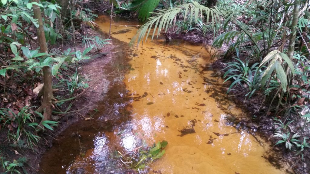 Foto: Reprodução/Agência Amazonas