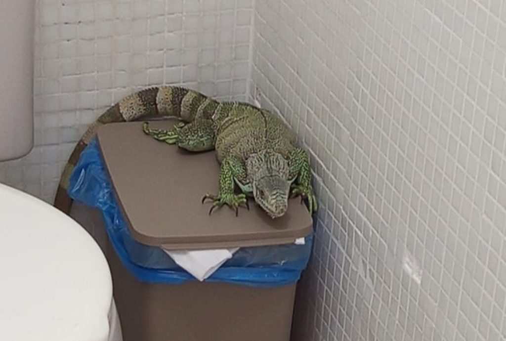 Foto: Reprodução/Agência Amazonas