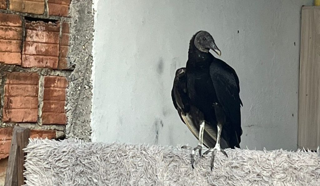 Foto: Reprodução/Agência Amazonas