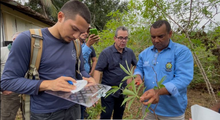 Adaf altera data de dia de campo sobre a vassoura-de-bruxa da mandioca em Presidente Figueiredo