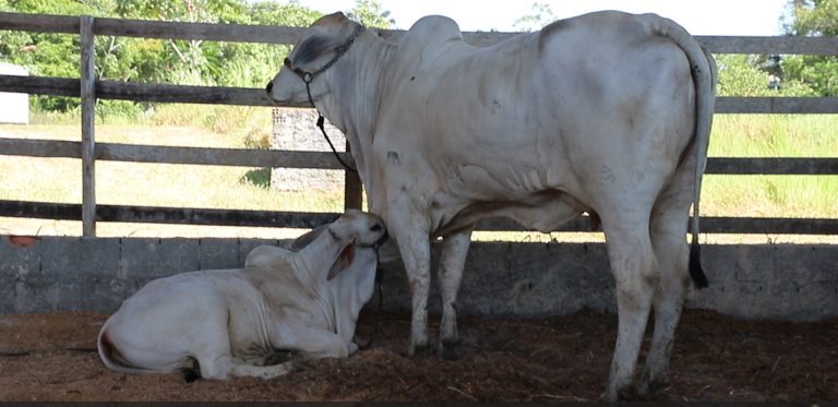 Adaf convoca produtores para atualização cadastral de animais até 15 de dezembro