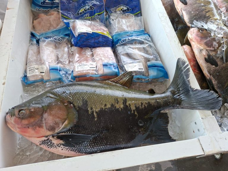 Feirão do Pescado: ADS comercializa mais de 11 toneladas de peixes em dois dias de ação