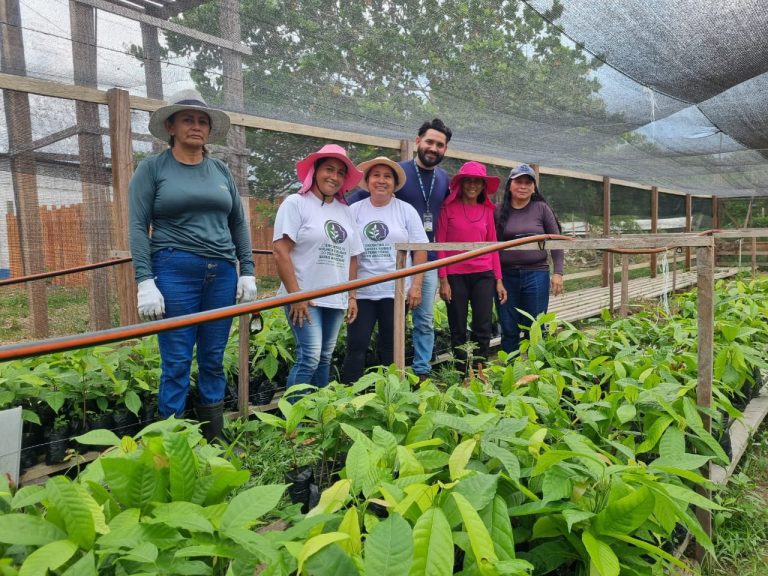 Em Boa Vista do Ramos, Idam atua na produção de mudas de cacau e açaí para a doação a agricultoras familiares