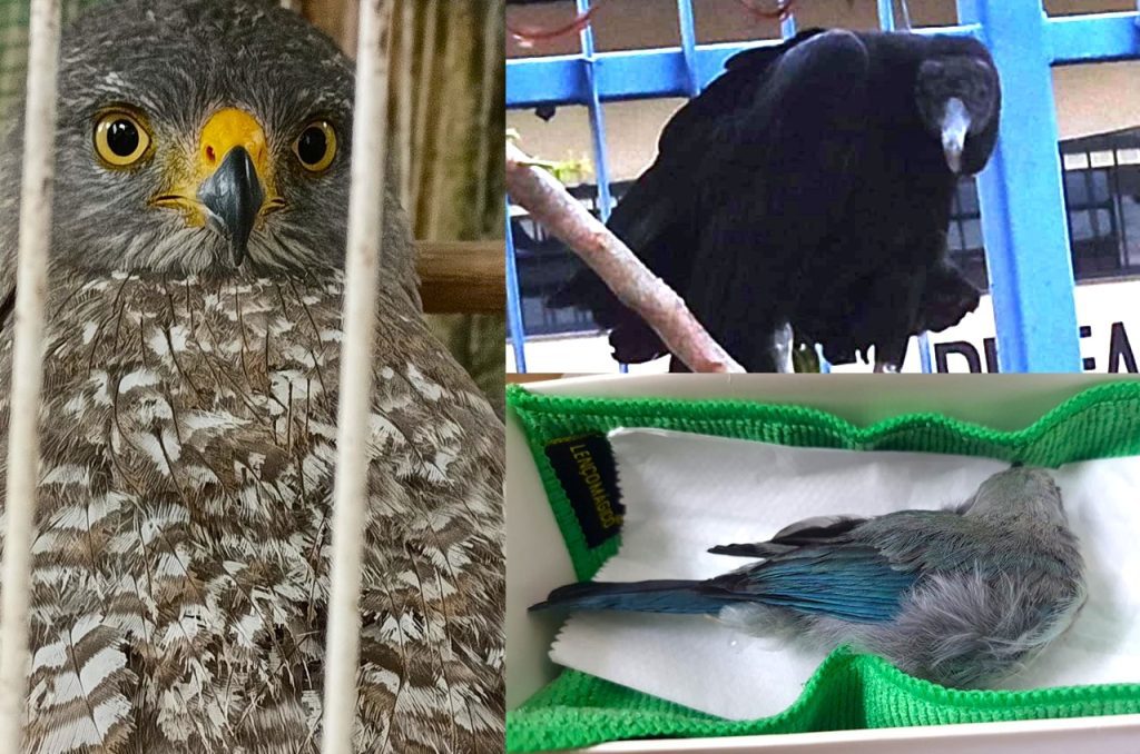 Foto: Reprodução/Agência Amazonas