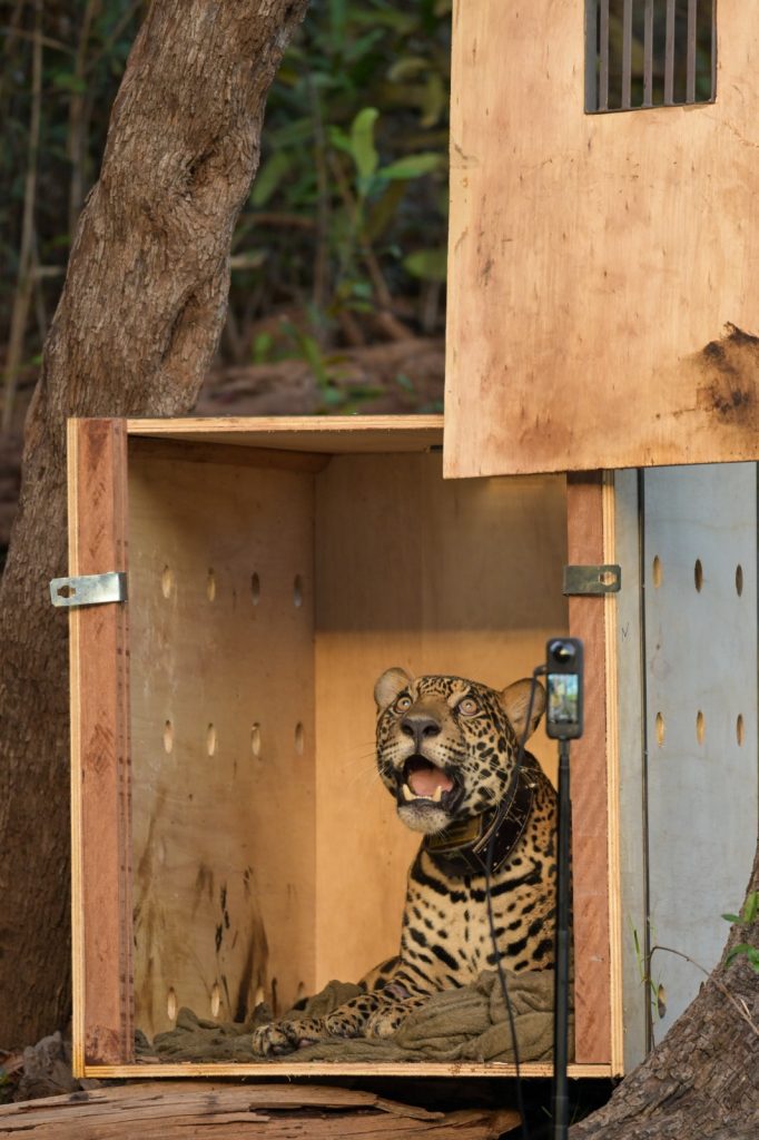 Foto: Reprodução/Agência Amazonas