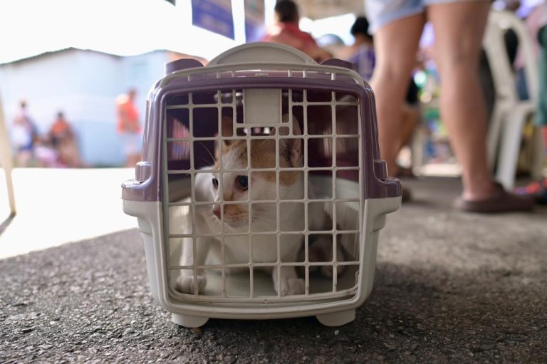 Castramóvel da Sepet-AM atende o bairro Colônia Terra Nova com castração gratuita