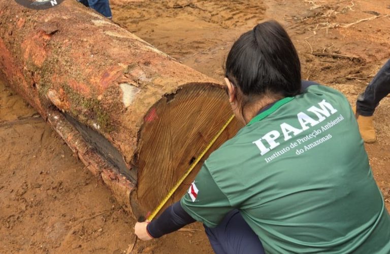 Portaria do Ipaam ajusta valores da reposição florestal e incentiva a legalidade