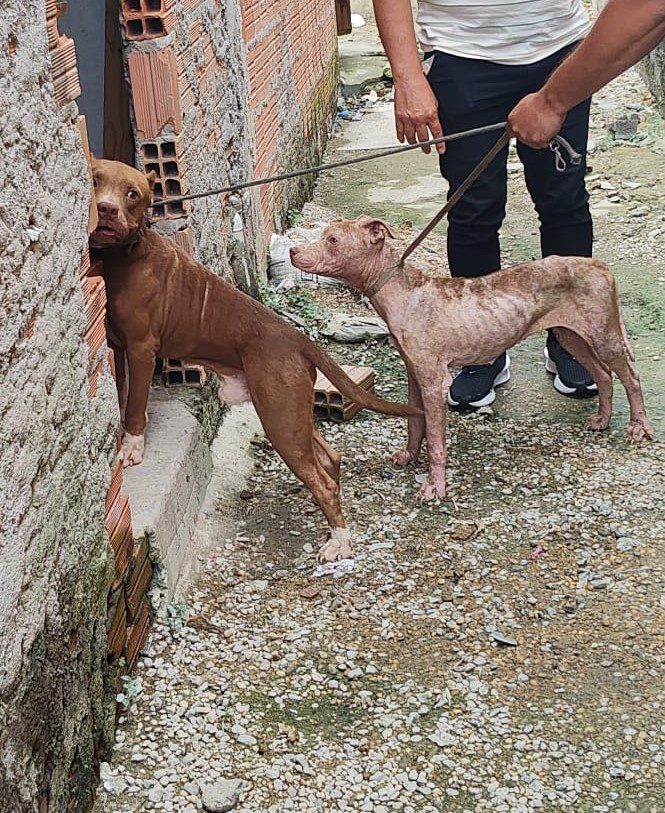 PC-AM reforça combate ao abandono e aos maus-tratos de animais e alerta para riscos de canis clandestinos