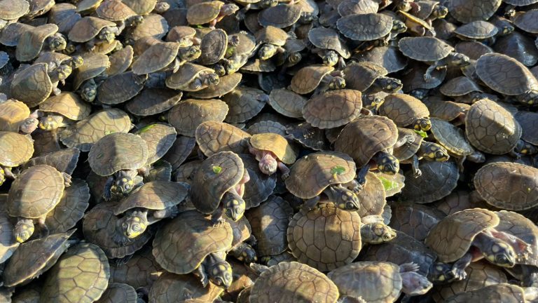 Sema Amazonas promove soltura de 380 mil quelônios no Médio Juruá