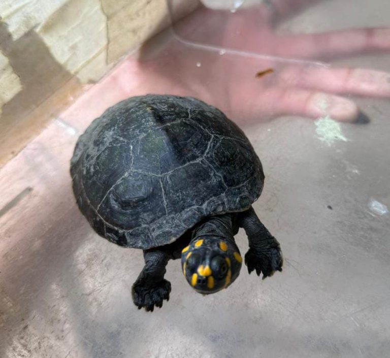 Ipaam registra 38 resgates de animais silvestres em novembro na capital