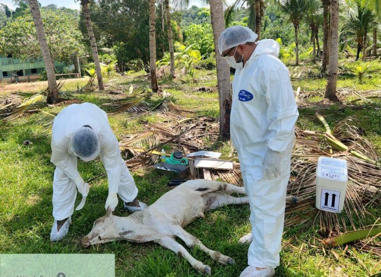 Adaf adota medidas de controle para sanear foco de raiva detectado em Presidente Figueiredo