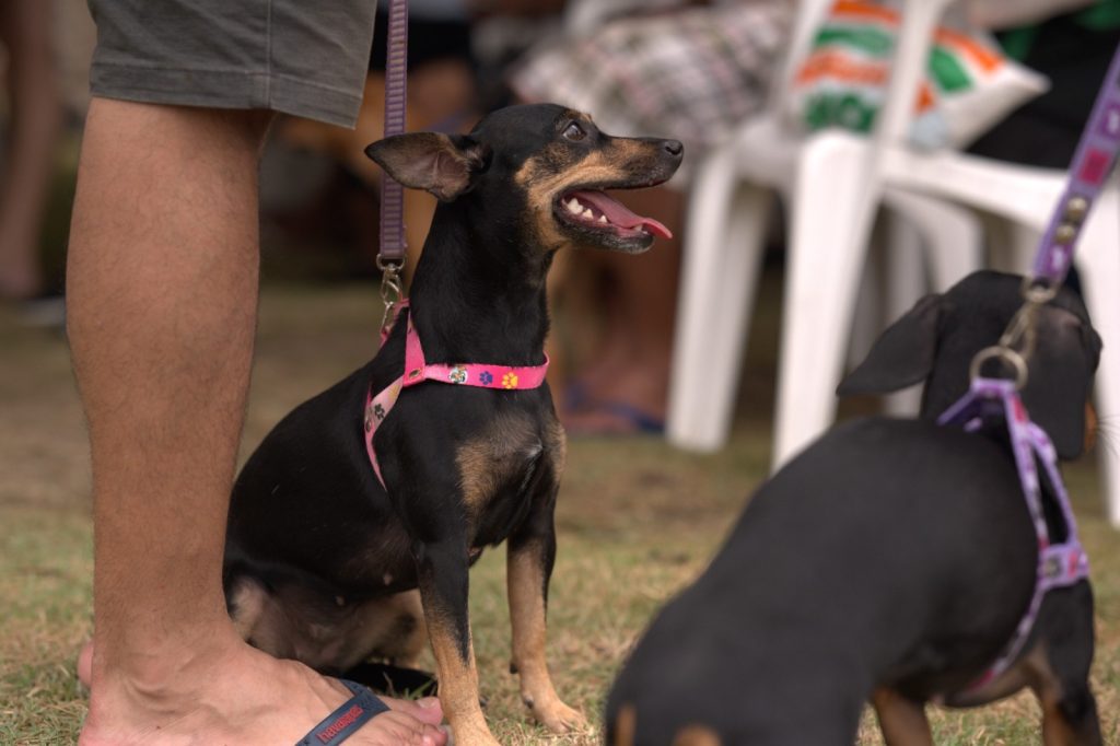 Foto: Reprodução/Agência Amazonas