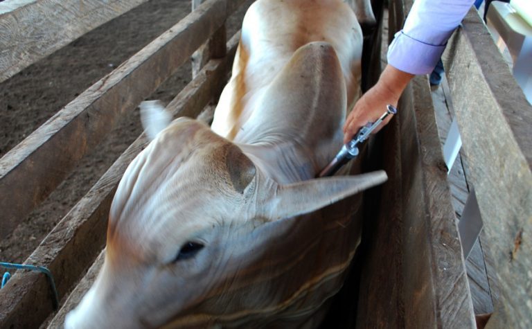 Prazo para vacinação contra a raiva dos herbívoros inicia no dia 12 de janeiro, alerta Adaf