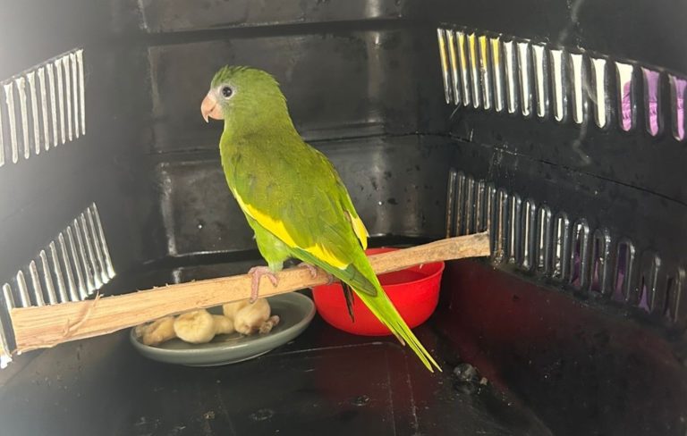 Ipaam resgatou 389 animais silvestres em Manaus ao longo em 2025