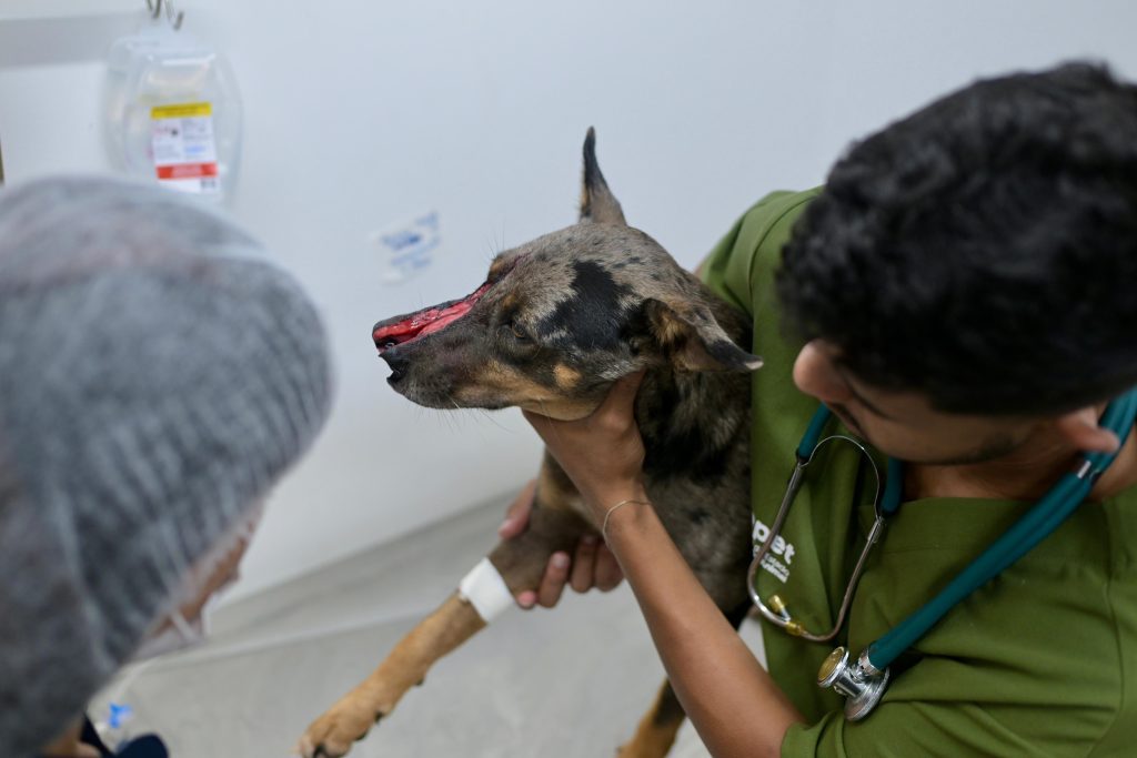 Foto: Reprodução/Agência Amazonas