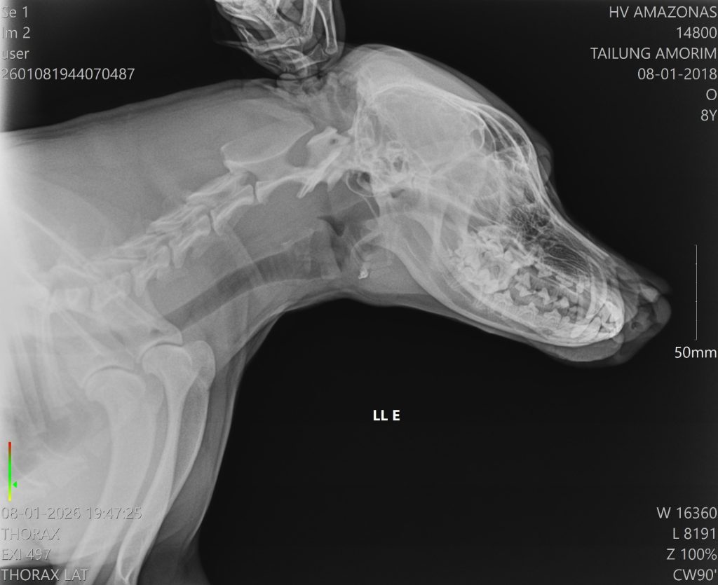 Foto: Reprodução/Agência Amazonas