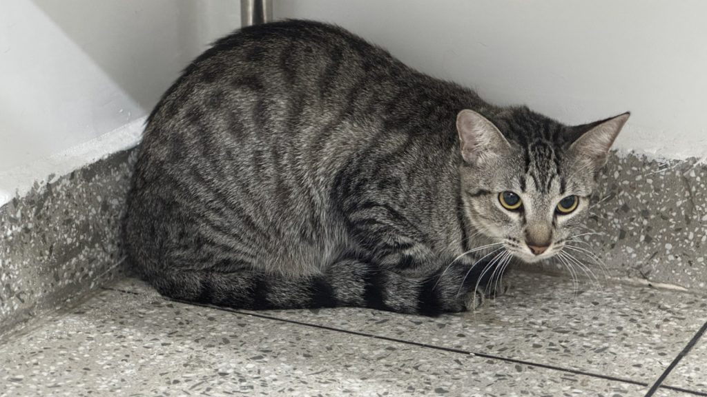 Foto: Reprodução/Agência Amazonas