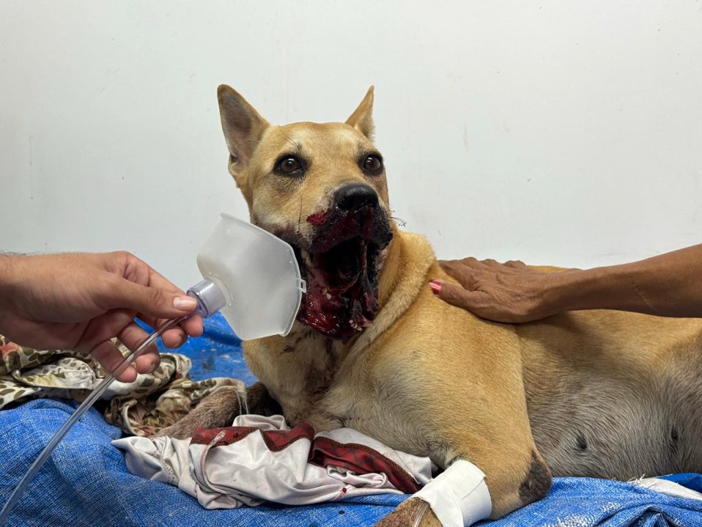 Foto: Reprodução/Agência Amazonas