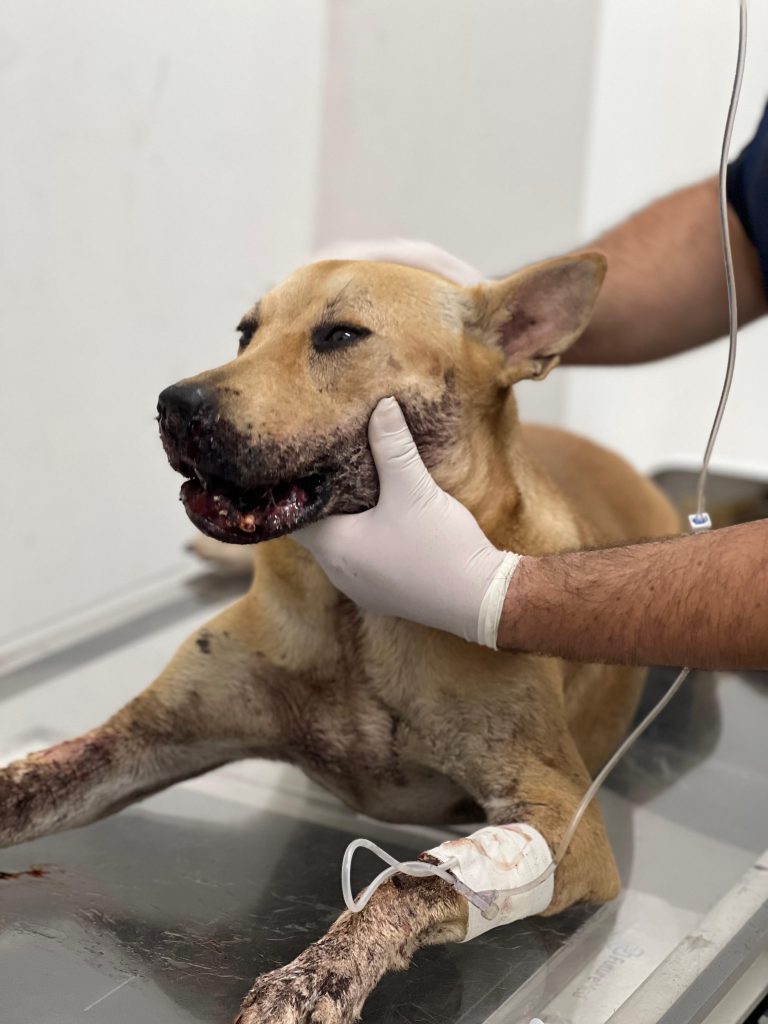 Cadela ferida por ‘catolé’ na virada do ano será operada no Hospital Público Veterinário sob cuidados da Sepet