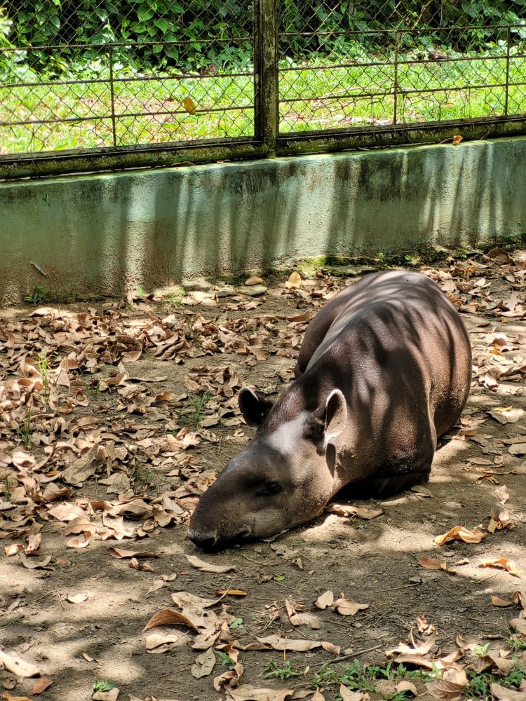 Foto: Reprodução/Agência Amazonas