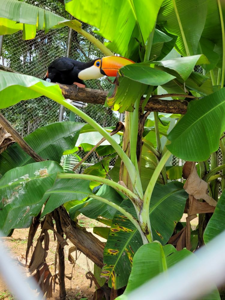 Foto: Reprodução/Agência Amazonas
