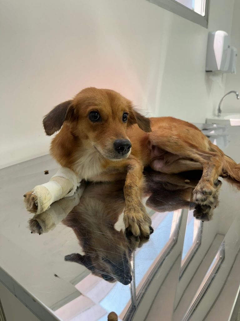 Foto: Reprodução/Agência Amazonas